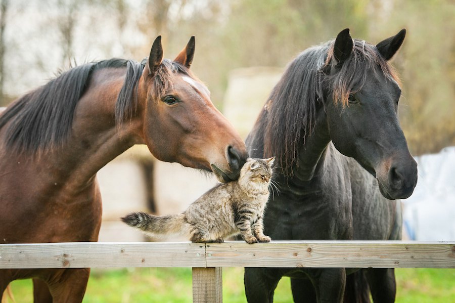 馬と猫の仲良し画像、動画3連発