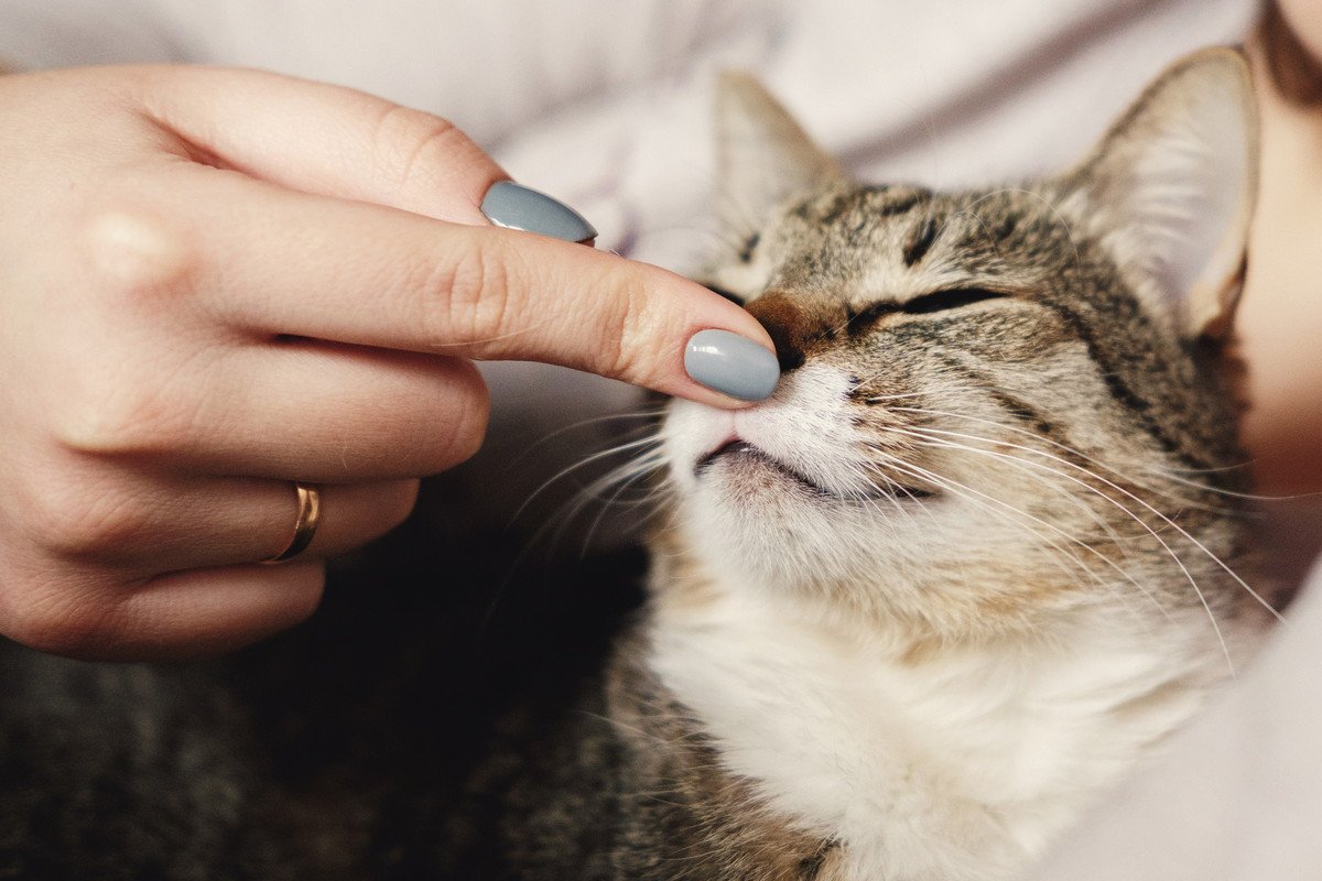 猫が『飼い主の匂い』を嗅ぎたくなる5つのタイミング