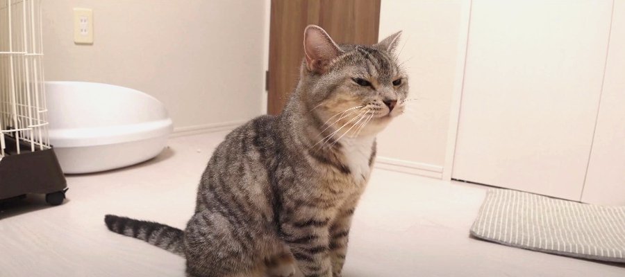 止まらない？！猫ちゃんの連続くしゃみ