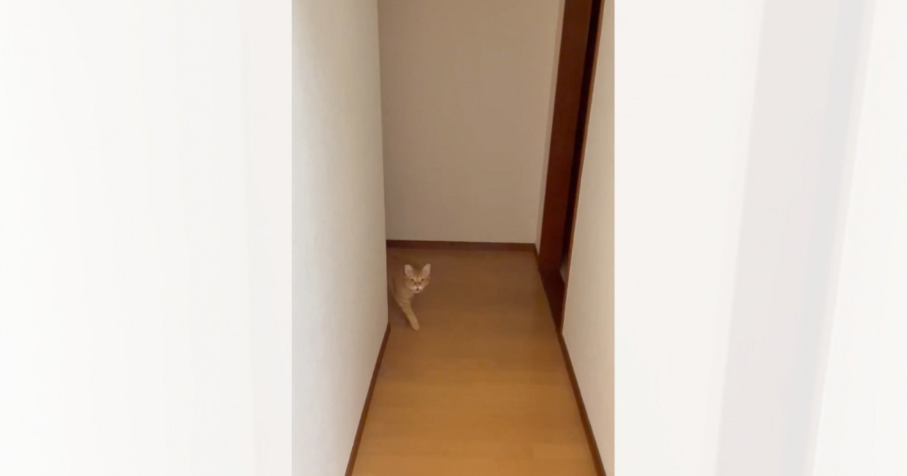 『お風呂上がったで〜』と声をかけると……迎えに来てくれた猫の『可愛すぎる反応』が98万表示「全くもぉって言ってる」「うにゃうにゃ」