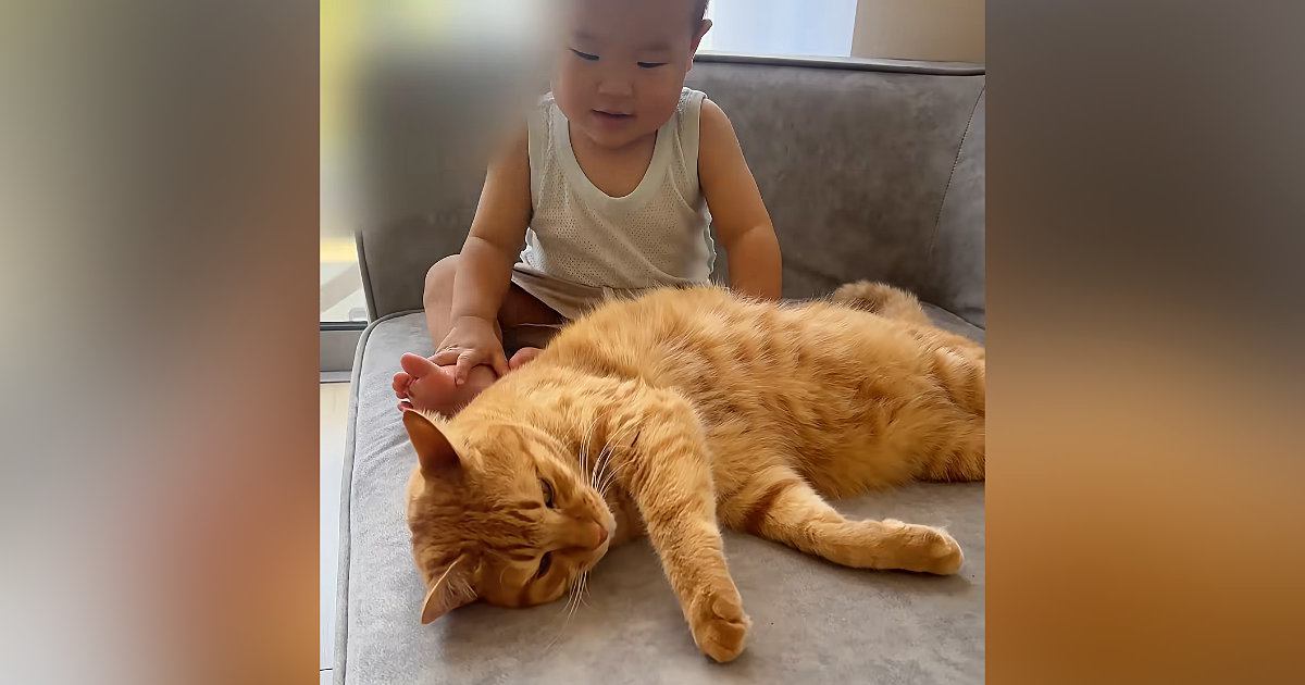 ソファでくつろぐ猫→赤ちゃんに絡まれた結果…思わず感動の『優しさ溢れる対応』が23万再生「弟という認識なんだろうね」「可愛すぎ」