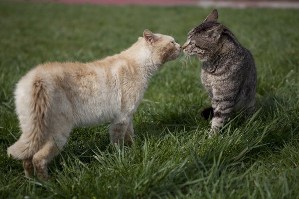 猫は戦いを好まない！喧嘩をする時のルール