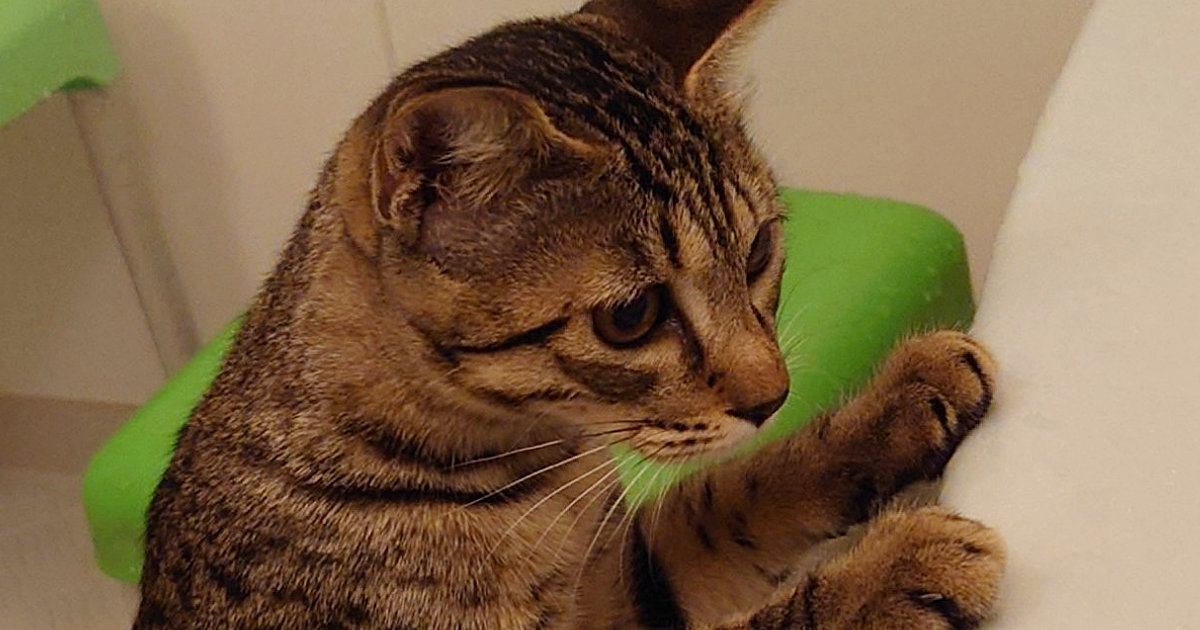 浴槽につかまり立ちしていた猫→手を離したと思ったら…『衝撃の行動』に7万いいね「動きがトムジェリすぎる」「アイルーだったのかも」