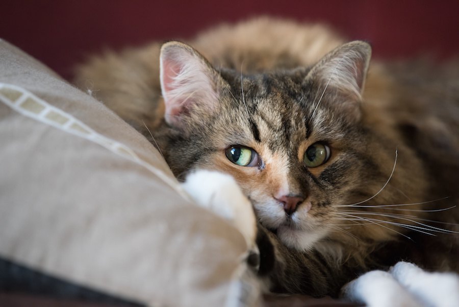 飼い主をチラ見する猫の気持ち7選