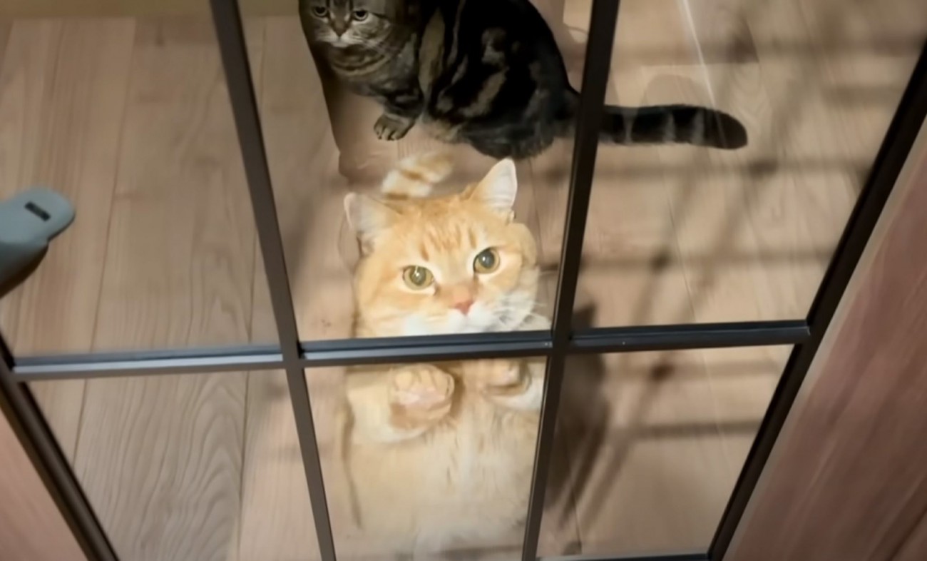 お出迎えしなくなった猫→新居を『ガラス扉』にしてみたら…とんでもなく尊い"お出迎えの光景"に「可愛すぎて泣ける」「めちゃくちゃ嬉しいね」