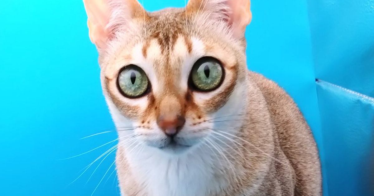 小型の撮影スタジオを設置したら、猫が入ってきて…可愛すぎる行動に笑ってしまうと32万表示「ネコホイホイｗ」「わたしが一番でしょう？」