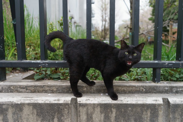 野良猫がうるさい！3つの鳴き声対策と撃退法