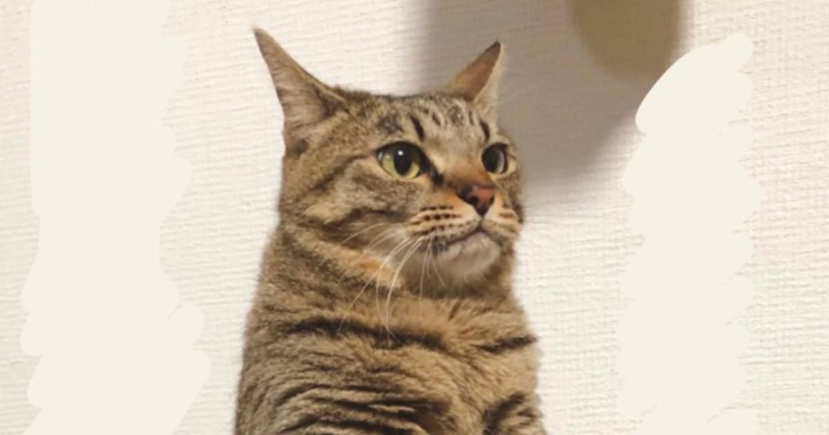 「前世貴族すぎるｗ」見たことのないトイレの仕方をする猫…あまりにも高貴な『まさかの方法』に"爆笑"159万表示「一大イベントみたいｗ」