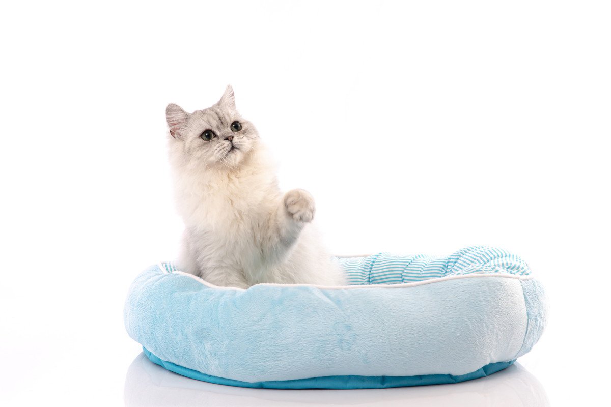 せっかく買ったのになぜ…愛猫が『猫ベッド』を使ってくれない3つの理由　寝てもらうにはどうすれば？