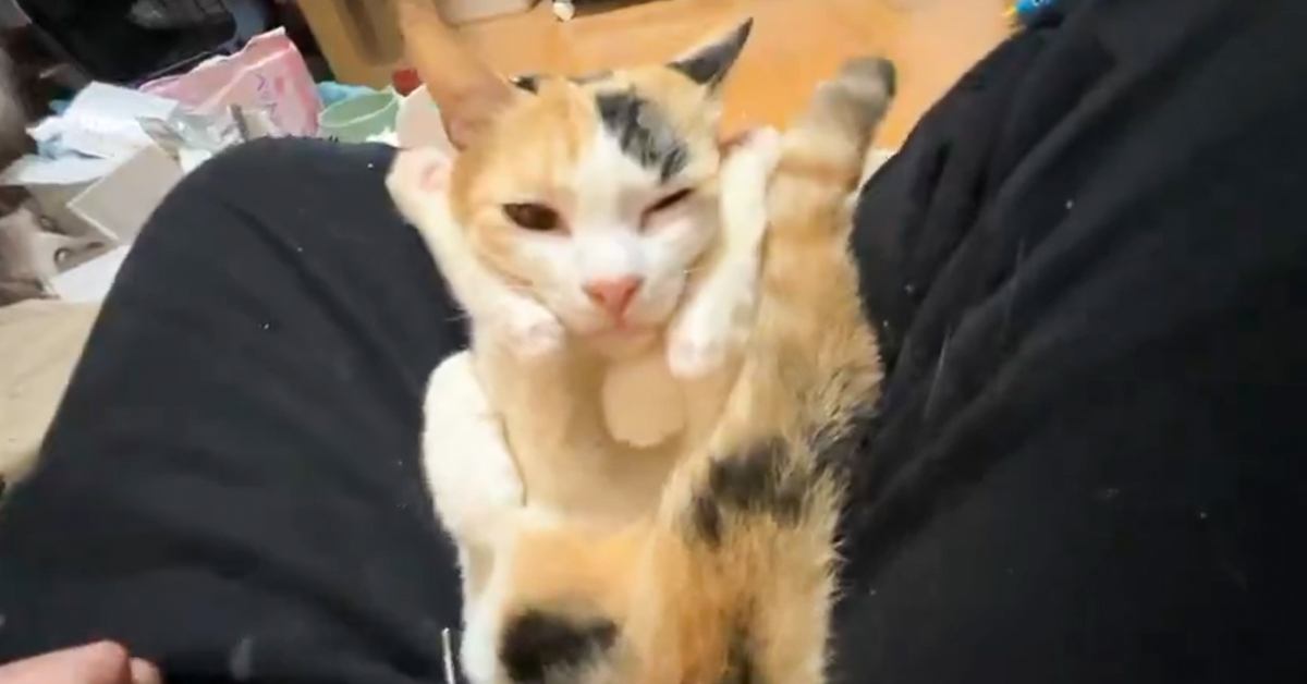 存在が珍しい『オス三毛猫』→飼い主さんに甘える瞬間を見てみると…想像を超える『とんでもない動き』に8万いいね「知恵の輪ｗ」「絡まってるｗ」