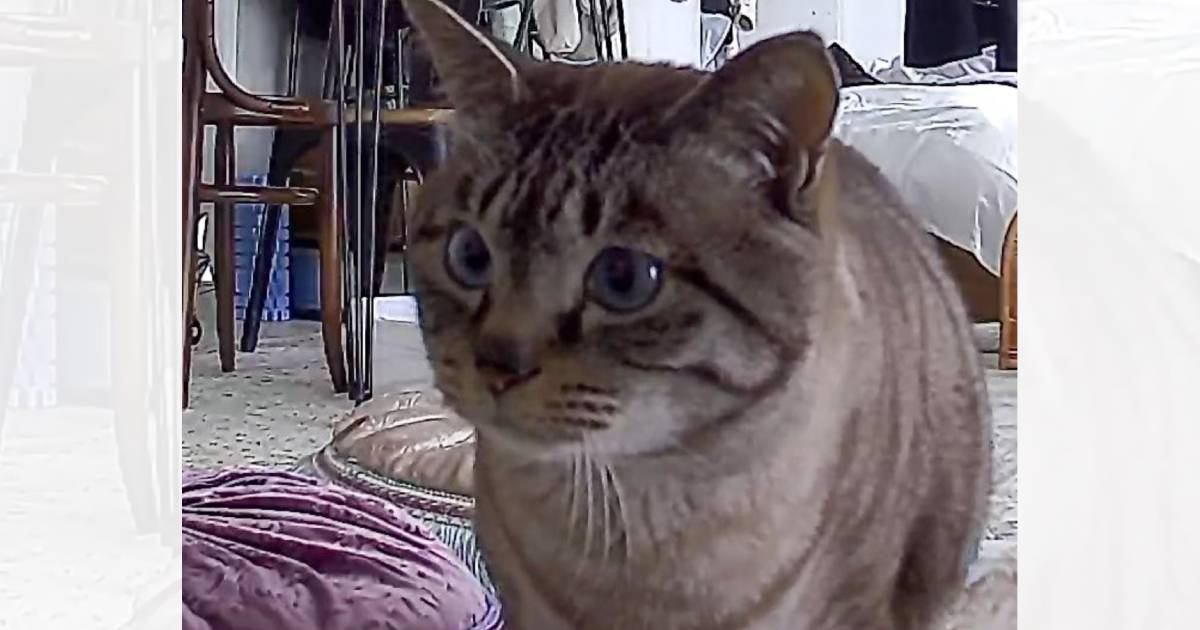 昼休みにふとペットカメラを覗いてみたら、猫が…飼い主さんが"帰りたくなった瞬間"が83万表示の大反響「分かります」「罪なカメラｗ」