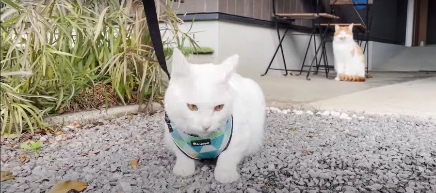 ゆっくりゆっくり♪お庭をお散歩する猫ちゃん