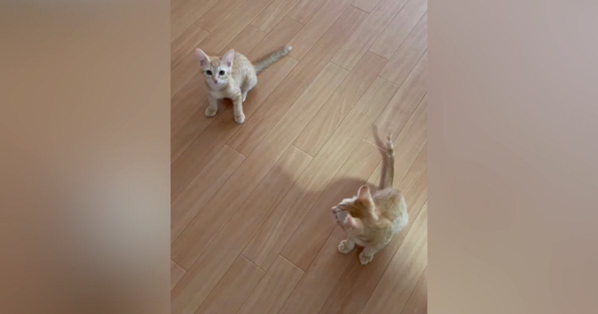 『ニャオー』と鳴いていた兄猫→となりにいた『妹猫の鳴き声』を聞くと…尊すぎる瞬間が22万再生「おチビ特有のやつｗ」「何回も聞いたｗ」