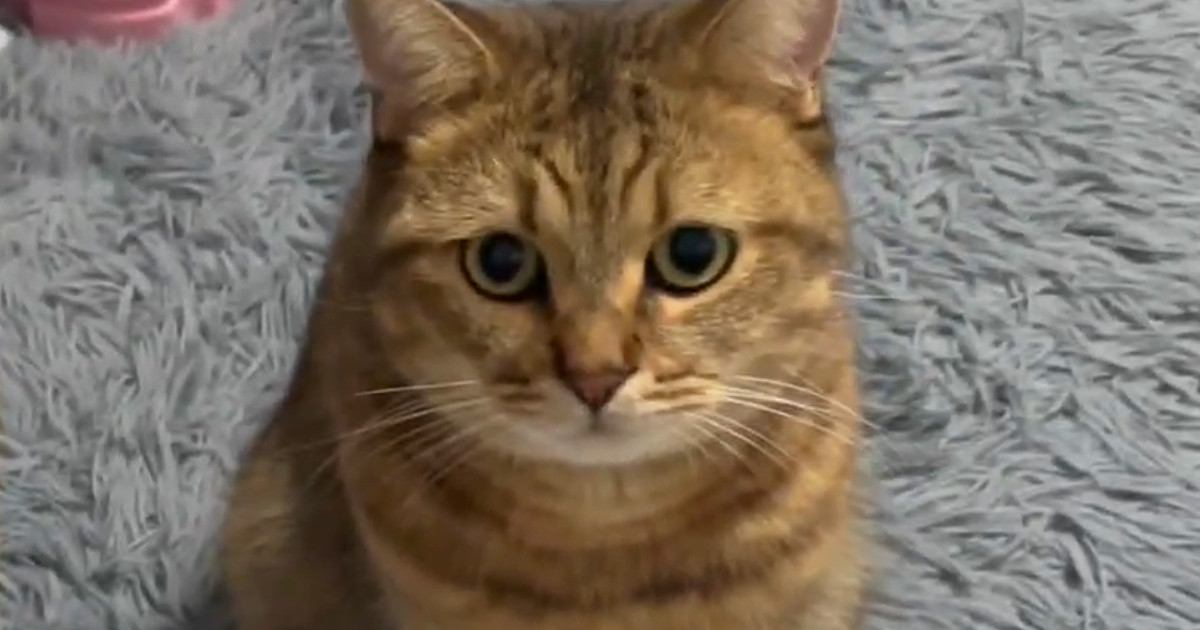 ママが寝ようとしたら、猫が近づいてきて…思わず笑ってしまう『全力の睡眠妨害』に「一生懸命でかわいいｗ」「寂しいんだね」と反響
