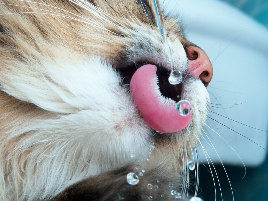 冬の季節も脱水症状に注意！猫にお水を飲ませる7つの方法