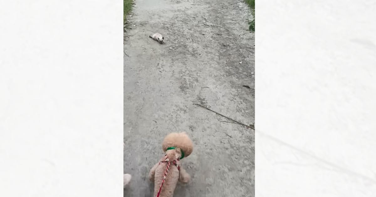 犬の散歩中に衰弱した子猫と出会って…『ウチに来る？』と聞いてみた結果→まさかの展開に涙する人が続出「ママの優しさに感動」「ジーンときた」