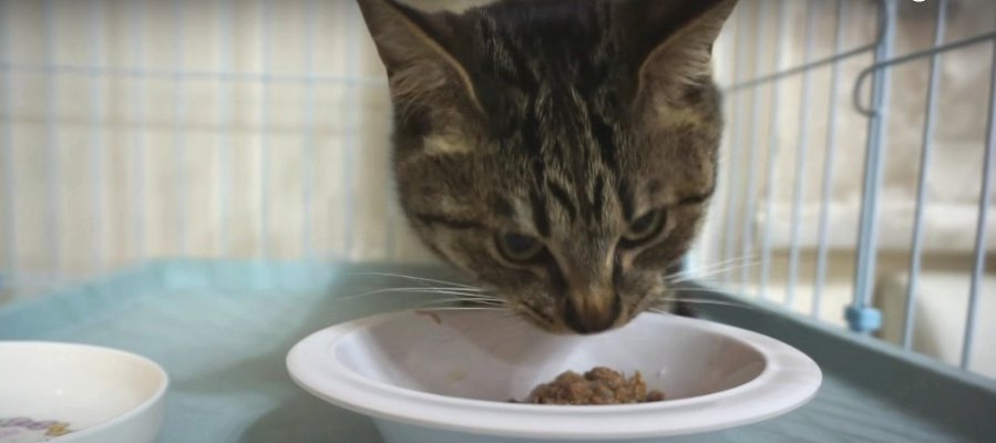 3年ぶり！久々のまぐろに興奮して上手く食べられない猫ちゃん