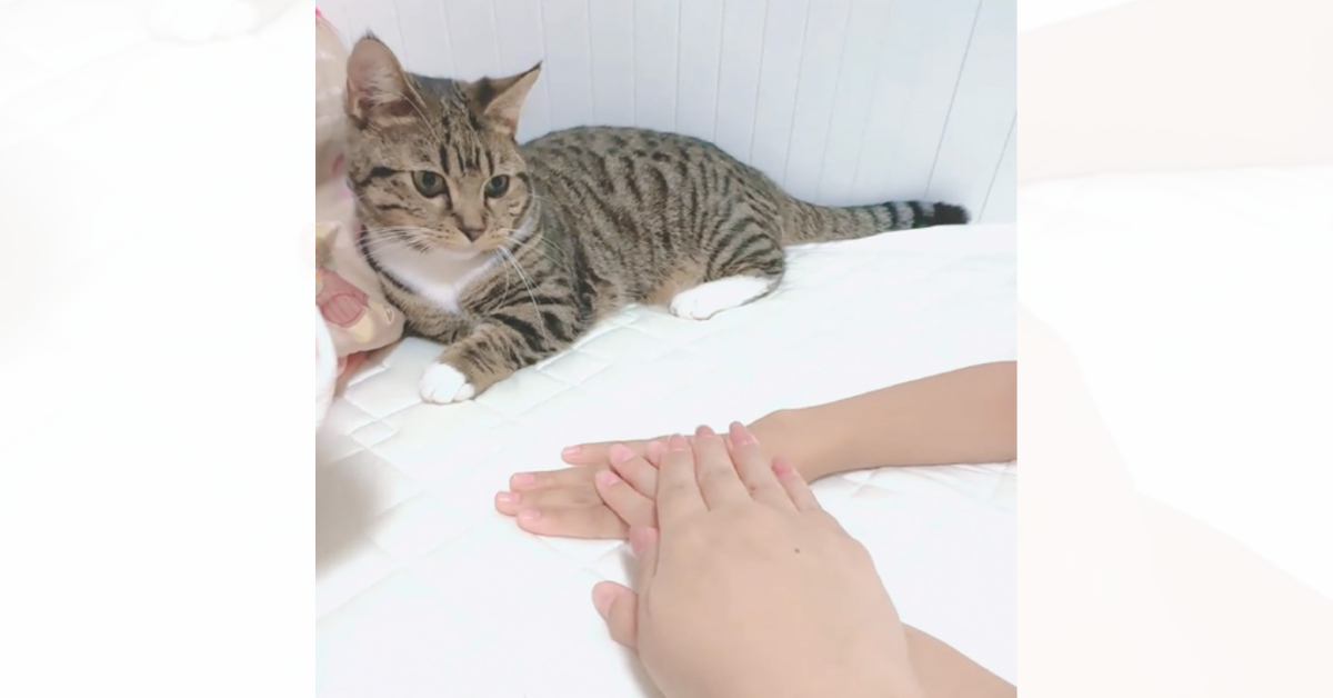 猫の前でひとりずつ手を重ねてみたら…猫も重ねてくれる？→可愛すぎる『チャレンジの結果』が176万再生「ニヤニヤした」「幸せ空間だねｗ」