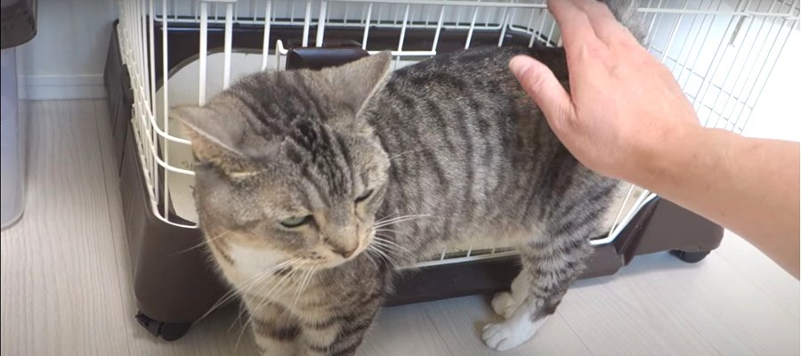 大満足だにゃ♪猫ちゃんが大好きな"腰ぽんぽん"