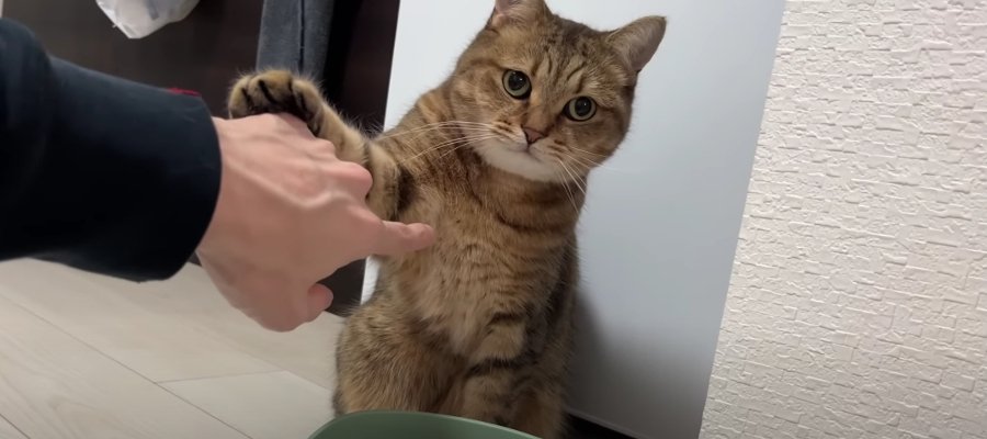 あの手この手でおねだり！おかわりを要求する猫ちゃん