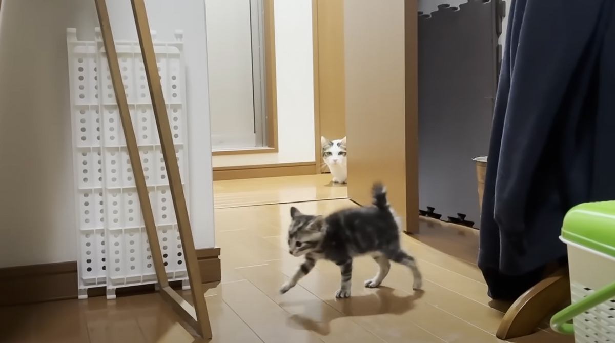保護子猫のことが気になる先住猫→遠くから観察する様子を見ていたら…『まさかの展開』に爆笑の声「家政婦は見た状態ｗ」「かわいい親子ｗｗ」