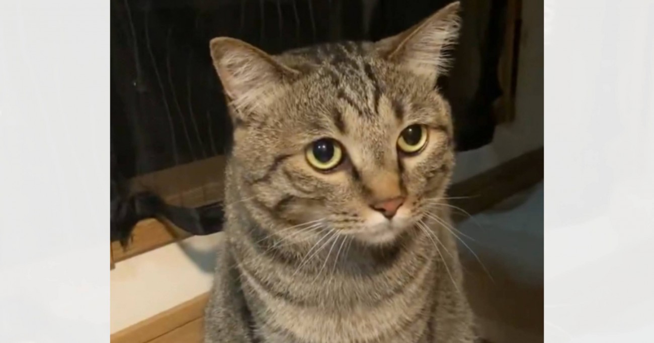 猫が久しぶりに『妹』を見た結果…顔の形が変化する『まさかの反応』が69万表示「別猫になったｗ」「久々だとガチ警戒モードになるよね」