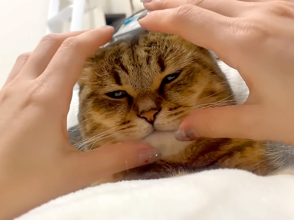 体の上でくつろぐネコ→思わず顔を両手ではさむと…嫌がるかと思いきや『想定外の反応』に反響「エンジン音が聞こえる」「無抵抗ｗ」