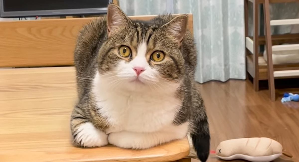 じっと見つめてくる猫→『何を言っても反応しない』と思ったら…まさかの理由と『可愛すぎる瞬間』が63万再生「キュンときた」「すごい」