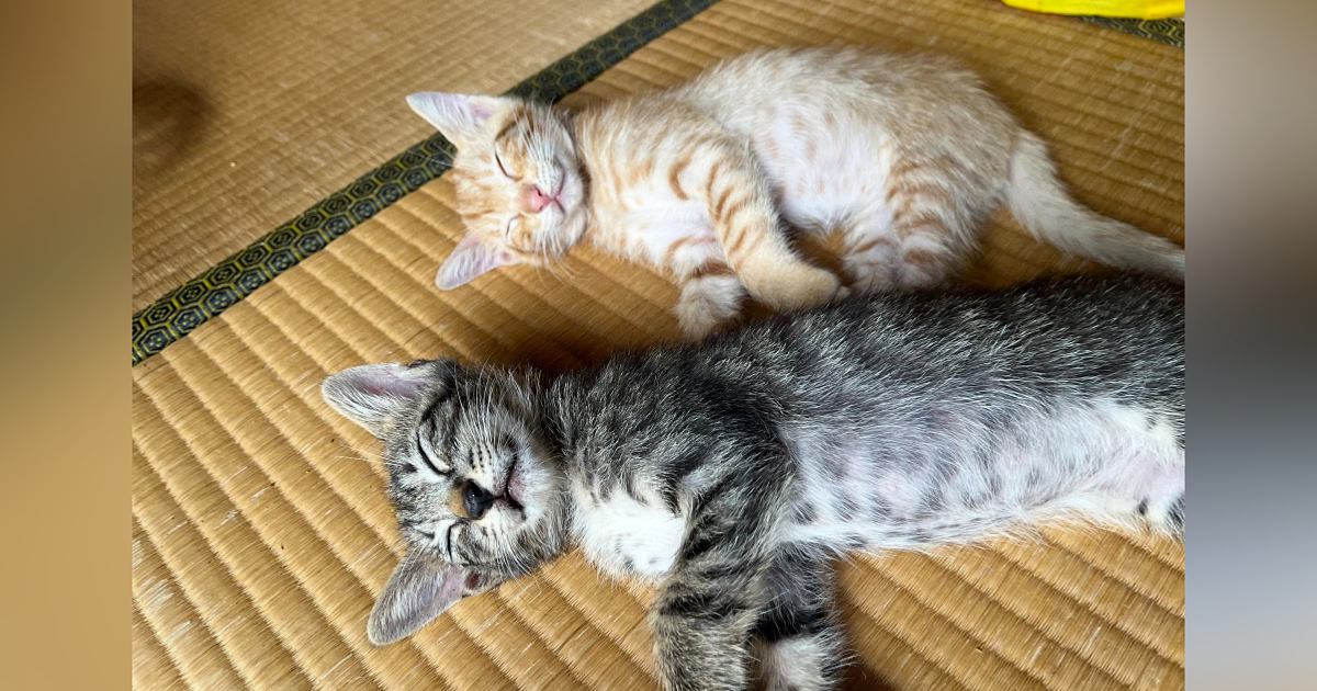 幸せそうな表情で『一緒にお昼寝する兄弟猫』→成長した『2匹の様子』を見ると……「可愛すぎる」「立派になったね」ビフォーアフターに反響