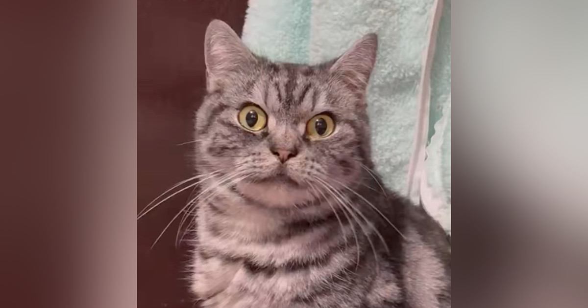 猫の爪が伸びていないか確認するため『爪見せて』と言った結果…『可愛すぎる反応』に１万いいね「いやだぁって言ってるｗ」「笑った」