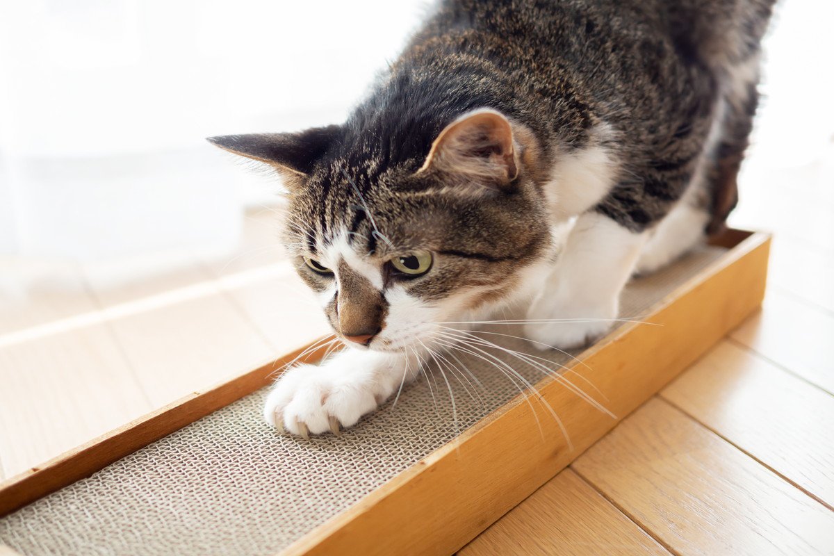 猫が急に『爪とぎをバリバリ』始めたら…ストレスサイン？考えられる3つの理由