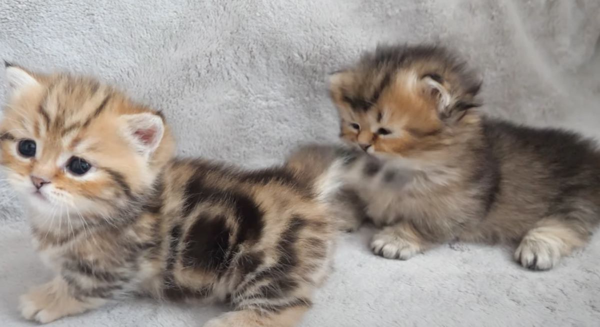しつこくかまってくる兄に、弟猫がとった"可愛すぎる反撃方法"…思わず笑顔になる瞬間が反響「たまらん」「機敏すぎるｗ」の声