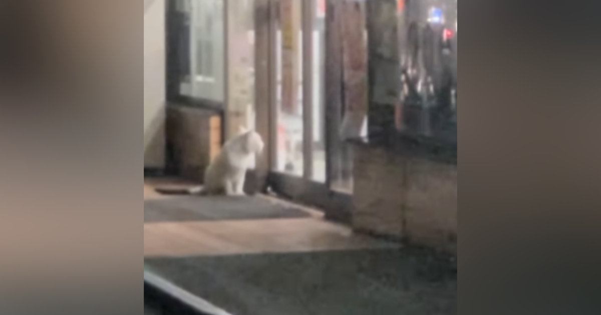 2日間、コンビニの前で『ごはんを下さい』と必死に訴えていた猫……切ない光景と迎えた結末に反響「涙が出る」「頑張ったね」と29万再生