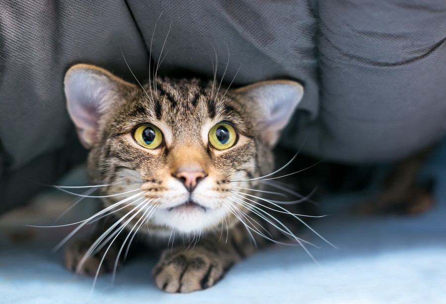 いつも隠れる…。愛猫がご飯を飼い主の前で食べない理由５つ