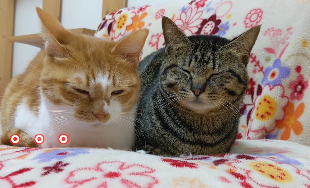 寝てニャイよ？眠気をこらえる姿がシンクロする猫ちゃんず