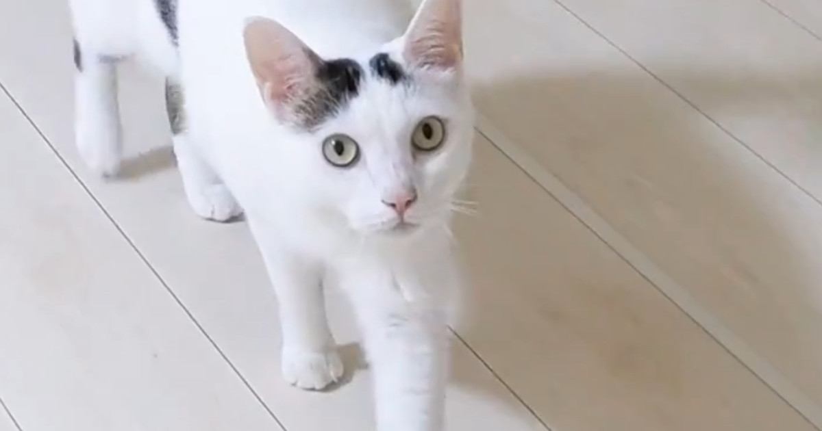 散歩から帰ると、猫がやってきて…あまりにも可愛い『熱烈なお出迎え』が13万再生「おかえりって聞こえるｗ」「最高に癒やされた」