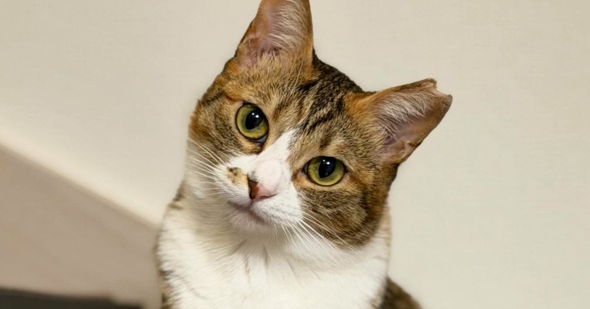 『同じ猫です』→普段は可愛い顔をしている猫が…想像以上の『表情の変化』に「油断しちゃったアイドルｗ」「猫相が悪すぎるｗ」と爆笑の声