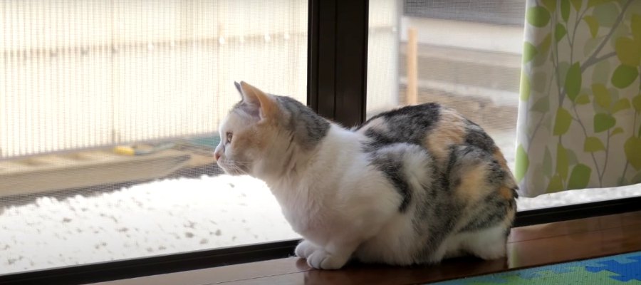 日々変化していくお庭に驚く猫ちゃん