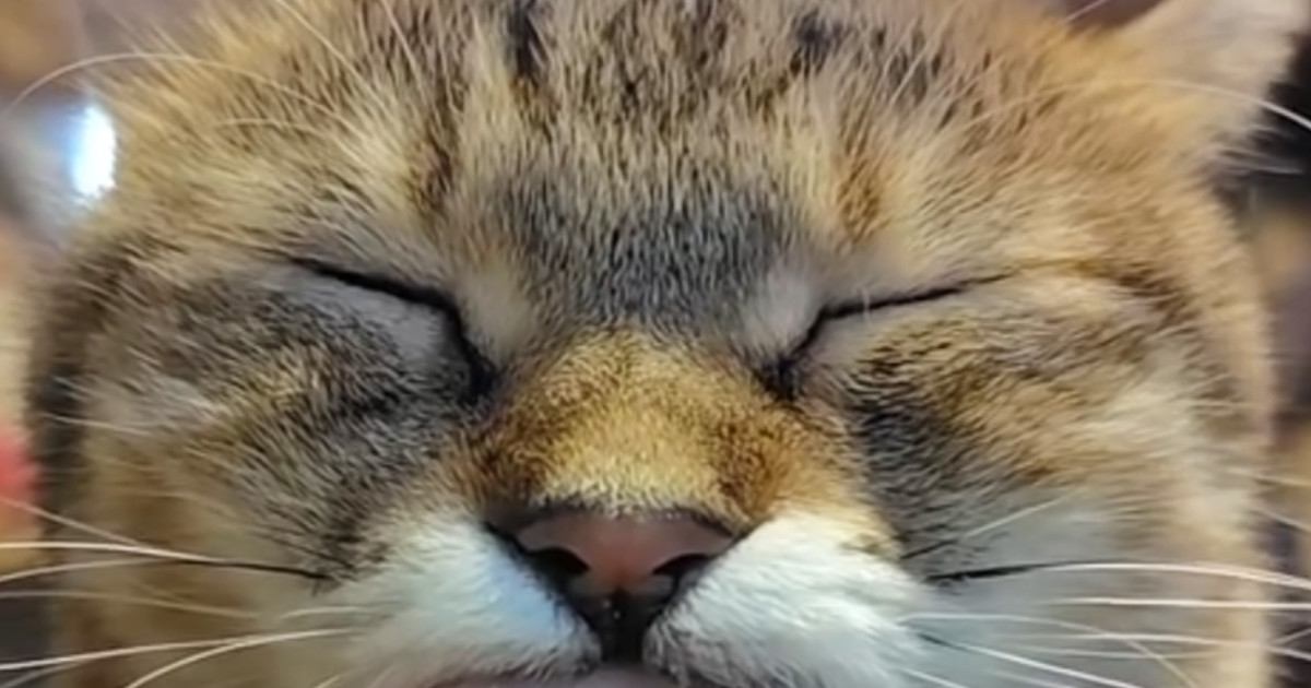電車が止まって『猫と過ごすことになった飼い主』→指を差し出すと…幸せあふれる光景に「至福の時間だね」「最高やないか」と27万表示