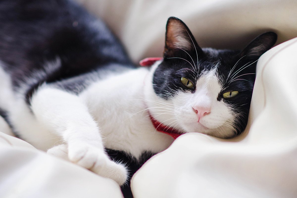 魅力たっぷり！『白黒猫』の特徴3選　模様によって性格が変わるって本当？