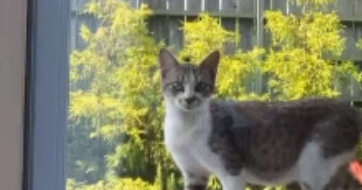 『妊娠している猫』が突然庭に現れて…保護した結果→涙あふれる『3か月間の記録』が94万再生「くぅ～泣ける」「素敵な話で感動した」