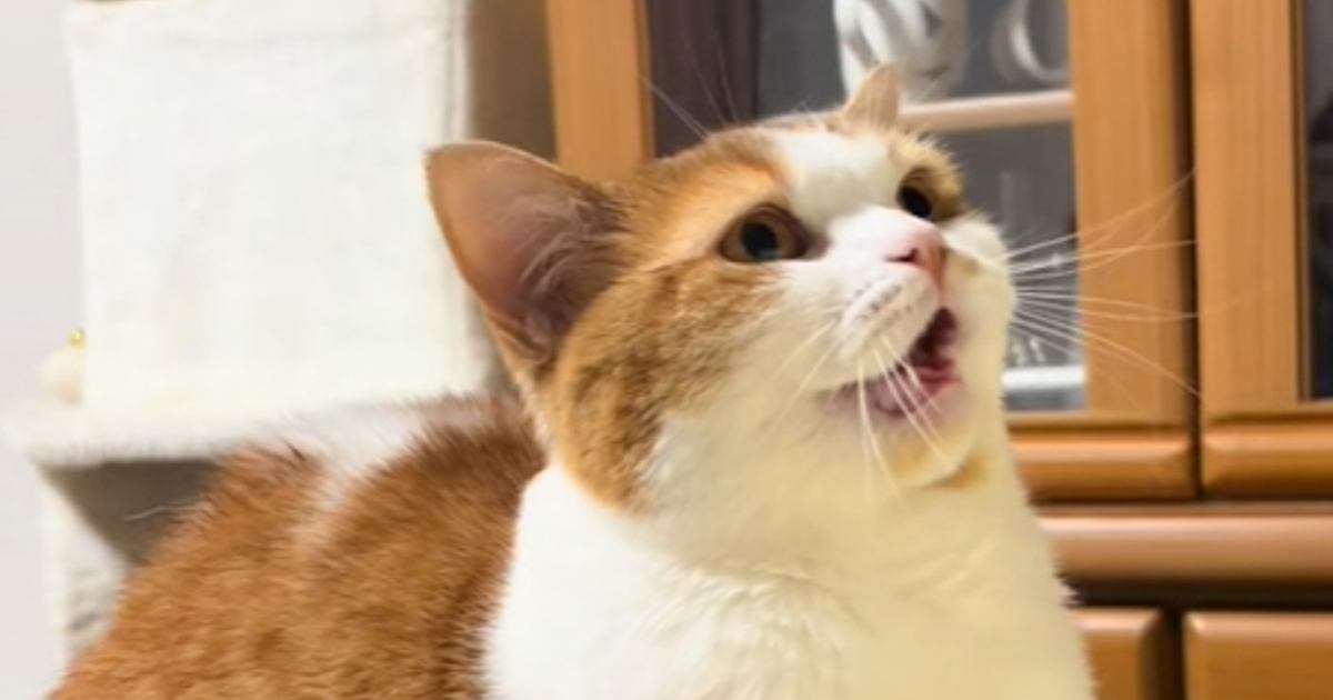 食器を洗っていると絶対に『後ろ』で、甘えん坊な猫が…胸キュン必至の『可愛すぎる光景』が90万再生「本当にたまらない」「永遠に撫でたい」