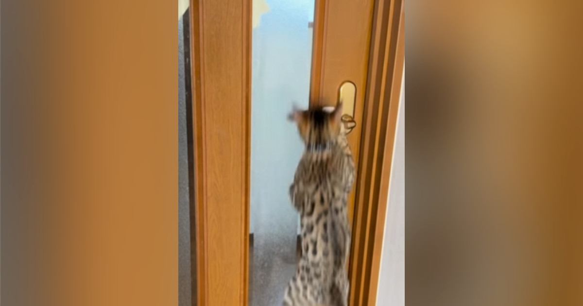 扉を開けようとする『2匹の猫』→ドアノブを触ると……『開け方の違い』が面白いと26万再生「人間みたいにｗ」「驚いた」と反響