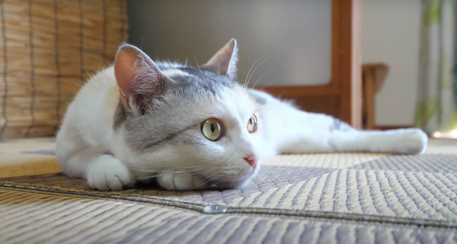 どこが一番涼しいかにゃ？快適な場所を求めて移動する猫ちゃんたち