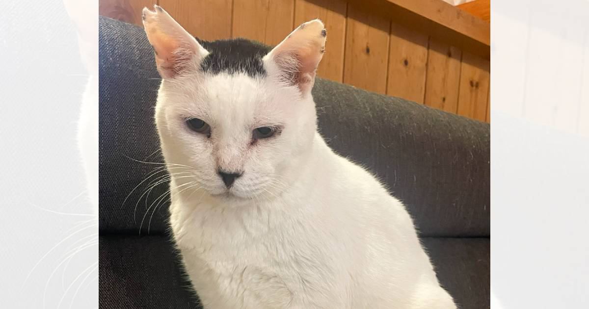 AIで猫を擬人化→可愛くなると思ったら…飼い主さんショックの『予想外すぎる姿』が129万表示「表情が最高ｗ」「昭和初期ｗ」と話題に