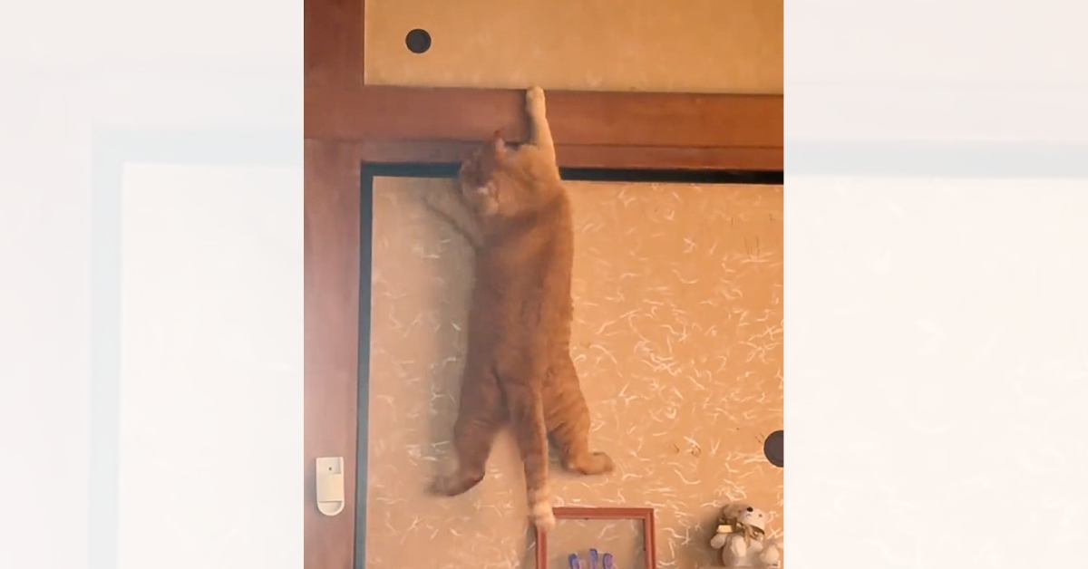 なぜか『襖の上の部分に乗ろうとしていた猫』を見ていたら…爆笑必至の一部始終が129万再生「目的が謎で笑った」「満足度が高い5秒間」