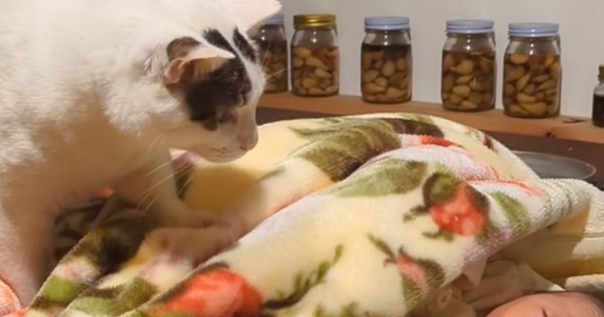 猫が『生まれたばかりの赤ちゃん』と初めて会った結果…あまりにも尊すぎる光景が376万再生「不思議な生き物なのかなｗ」「愛情を感じる」