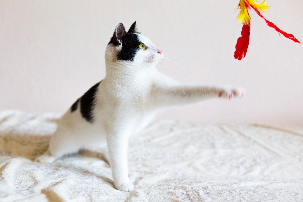 愛猫とやってはいけない『危険すぎる遊び』4選　絶対NGな理由も解説