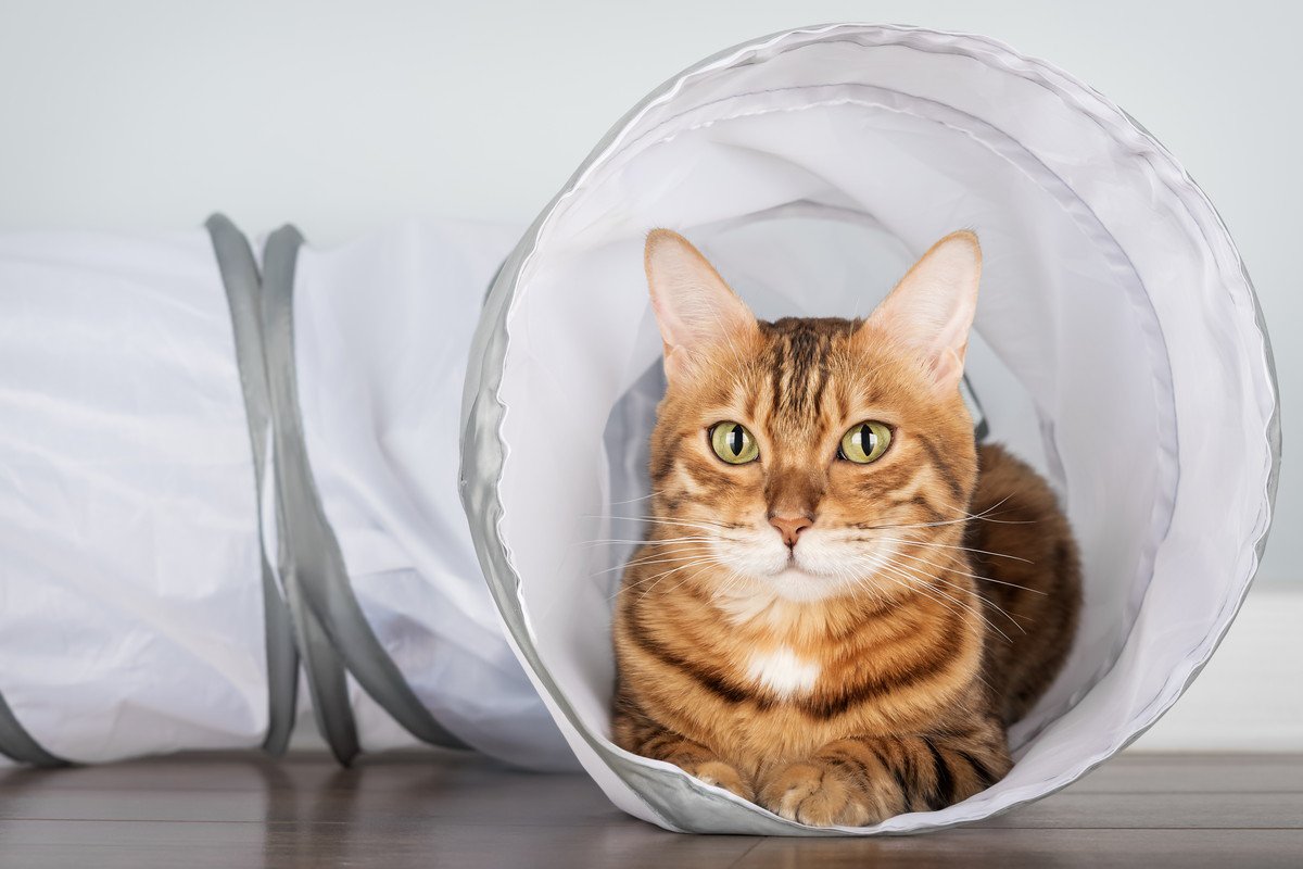 猫と『遊ばない』ことで起こる4つのトラブル　サボってはいけない理由や遊ぶことのメリットも