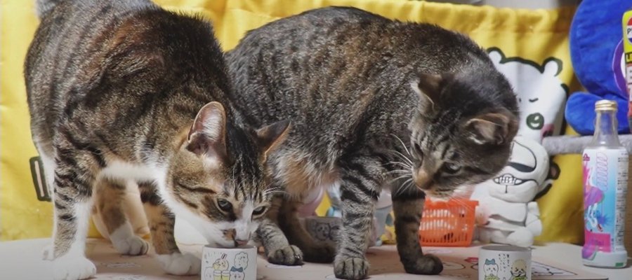 おちょこに入ったお水をペロペロ！仲良く並んで水を飲む姿が可愛い